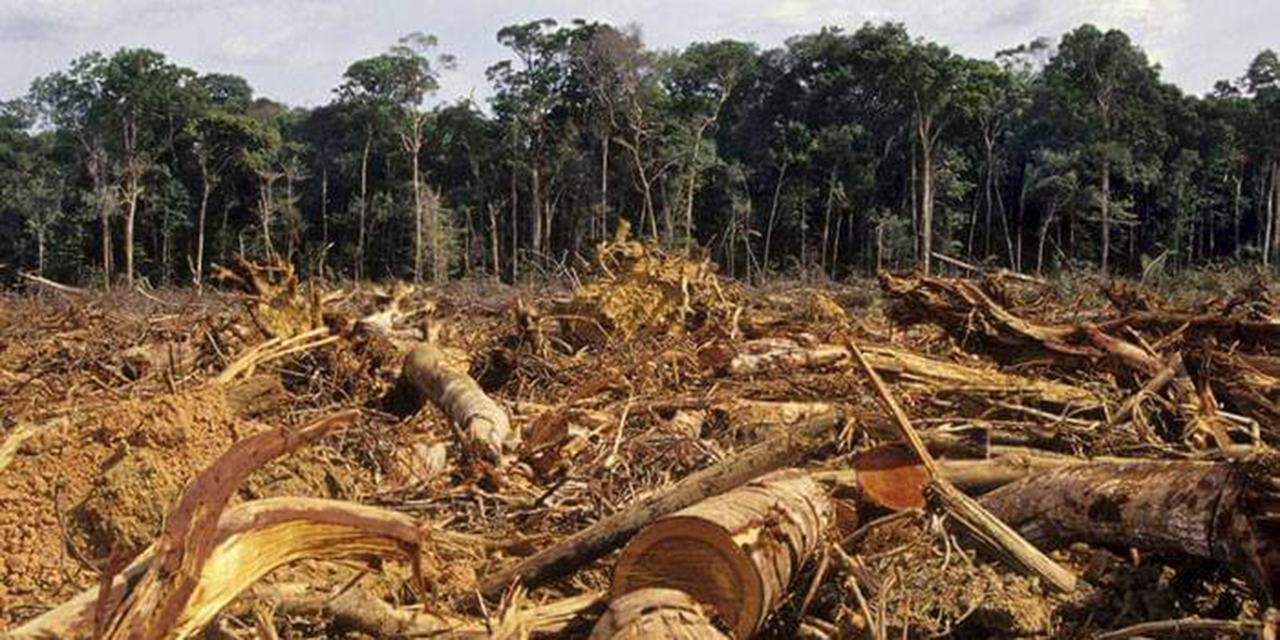 La Mixteca reporta mayor incidencia en tala clandestina de árboles | El Imparcial de Oaxaca