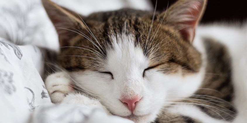 Evalúa las ventajas y riesgos de dormir con tu gato | El Imparcial de Oaxaca