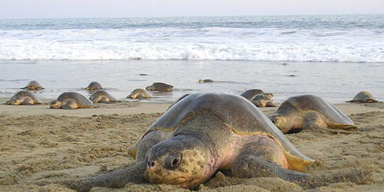 Séptima arribazón en “Santuario de la Tortuga” | El Imparcial de Oaxaca