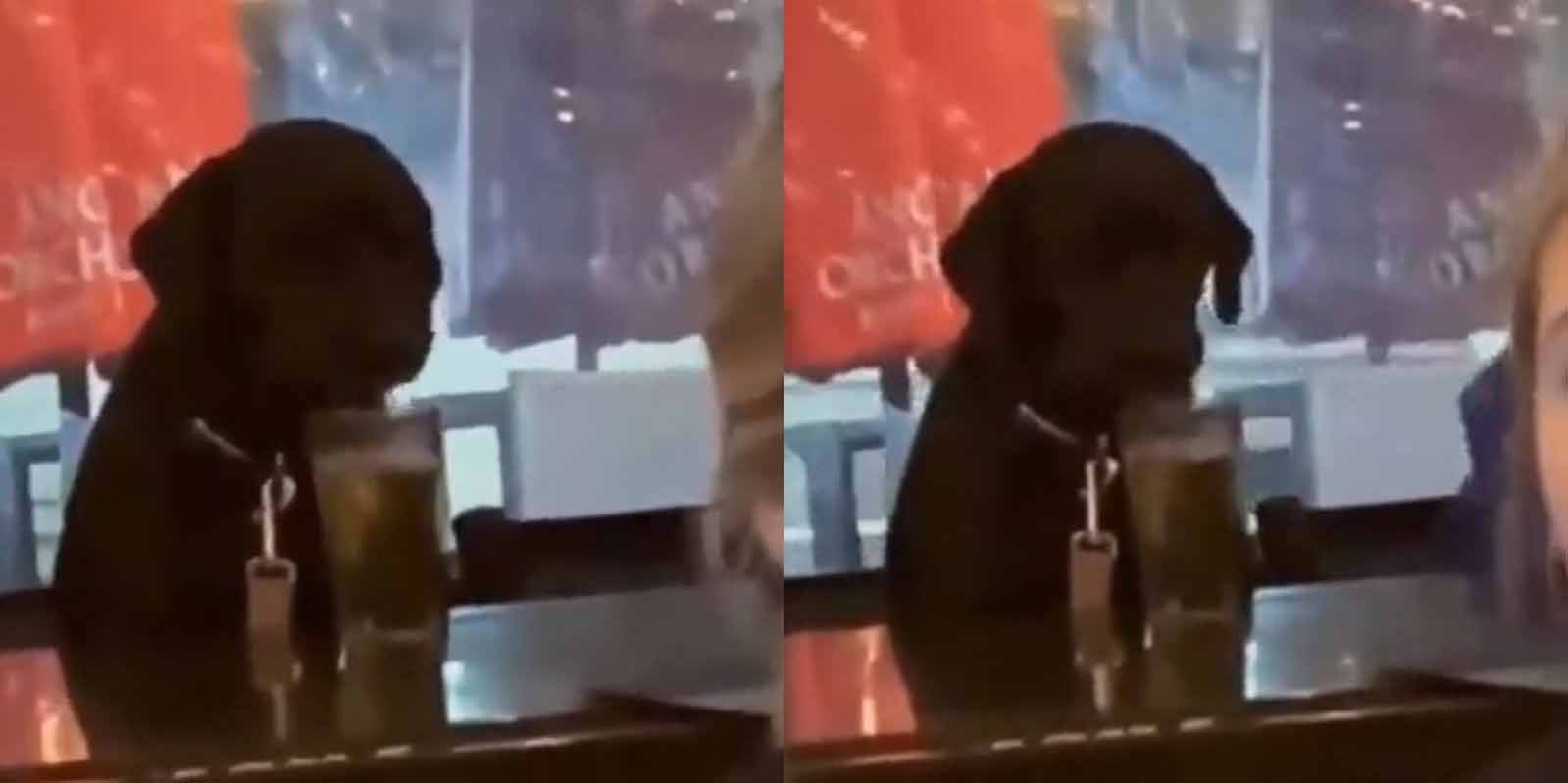 Captan a perrito tomando cerveza en un bar, el vídeo se vuelve viral | El Imparcial de Oaxaca