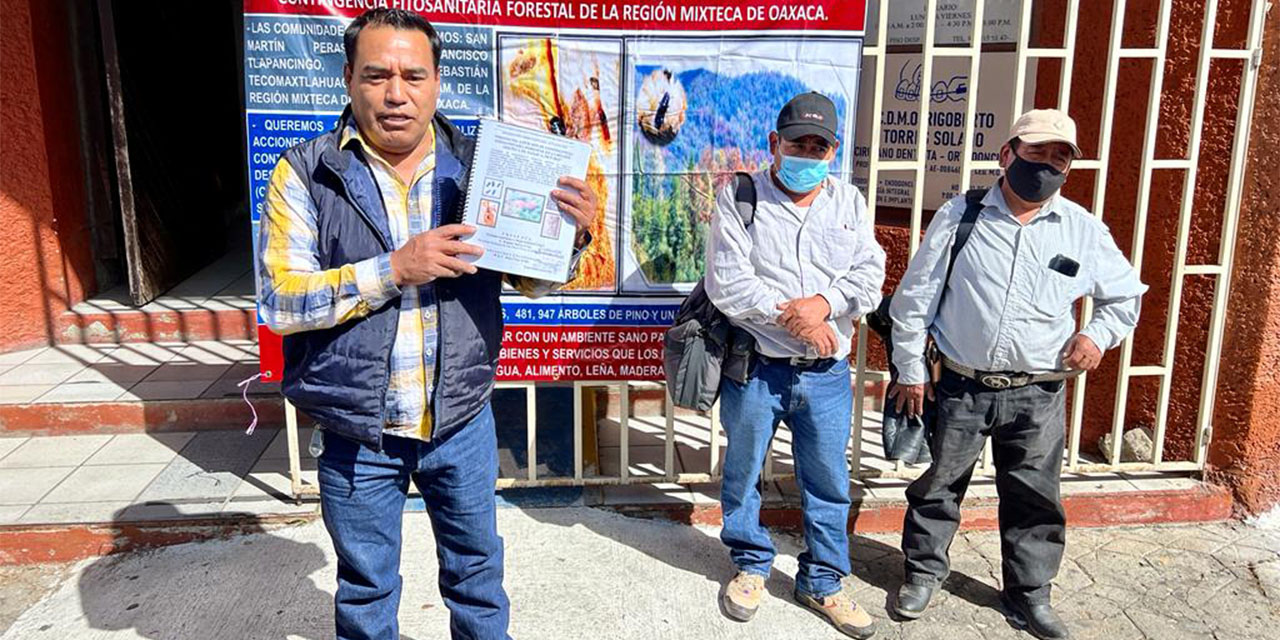 Devora el descortezador 3 mil has de bosques mixteco | El Imparcial de Oaxaca