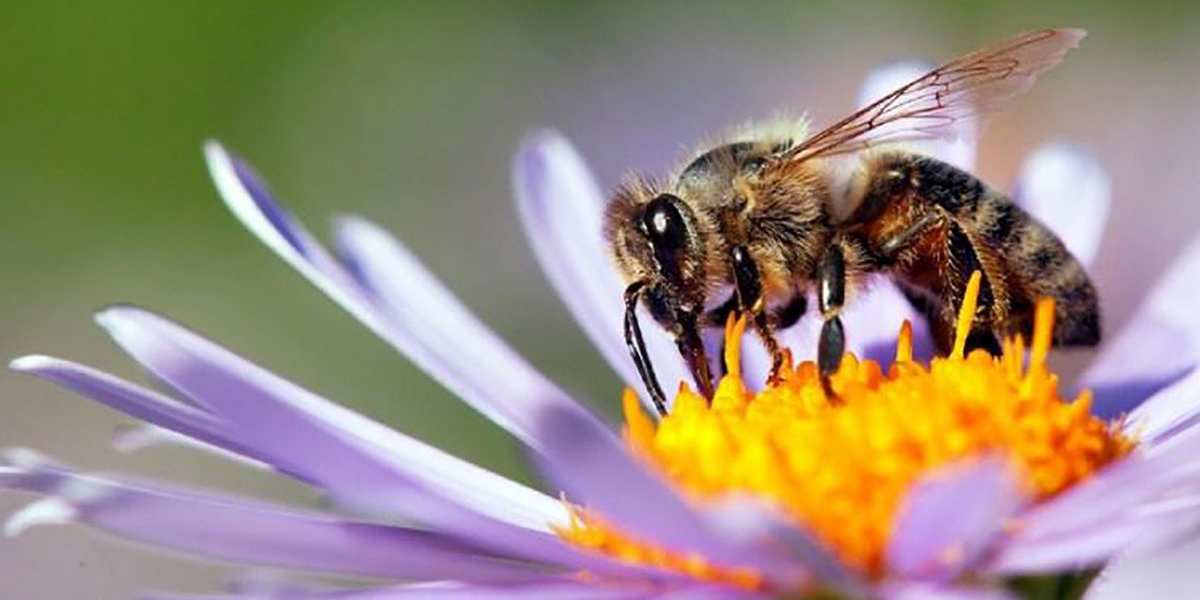 Urge salvar a las abejas; son las únicas capaces de polinizar | El Imparcial de Oaxaca