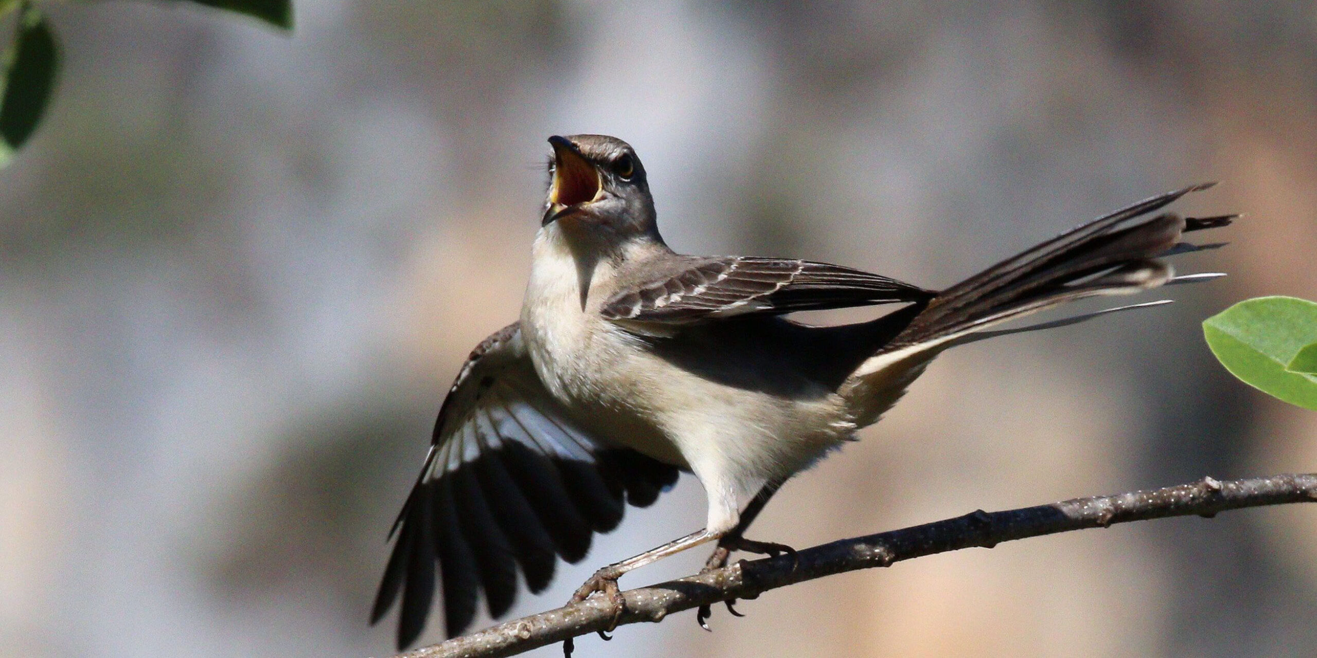 Los cantos de los pájaros en primavera son menores y menos variados al pasar de los años | El Imparcial de Oaxaca