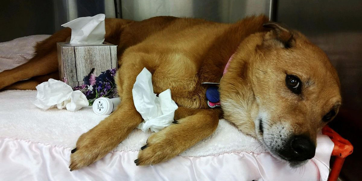Brote de influenza canina deja más de 800 perros enfermos en Los Ángeles | El Imparcial de Oaxaca