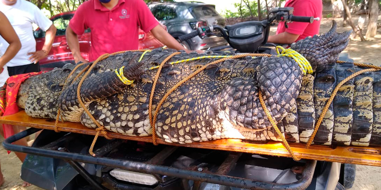 Capturan a Cocodrilo de ¡Dos metros y medio! en Puerto Escondido
