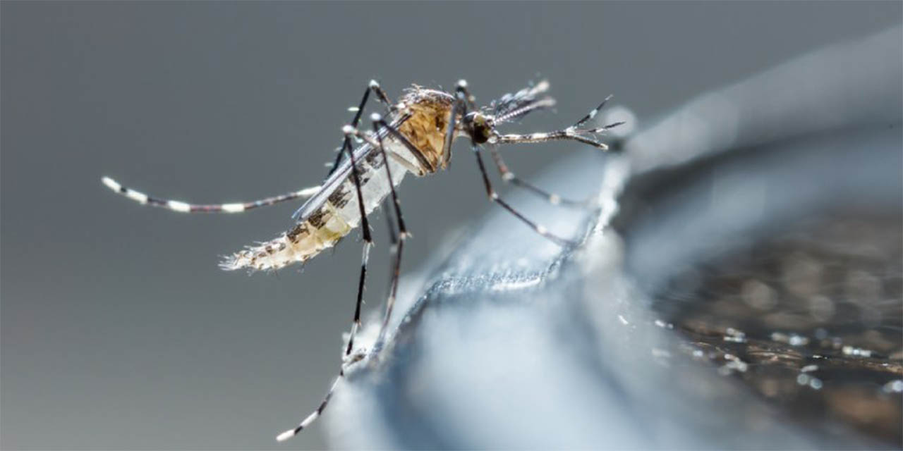 Registran 20 nuevos casos de dengue en Oaxaca | El Imparcial de Oaxaca