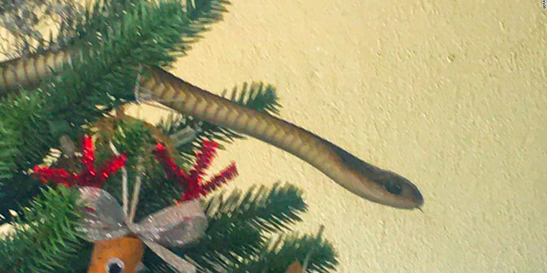 ¡Felizzzz Navidad! Familia descubre una serpiente detrás de su árbol Navideño (VIDEO) | El Imparcial de Oaxaca