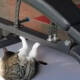 VIDEO: ¡Arrasa con Twitter! Captan a gato haciendo abdominales