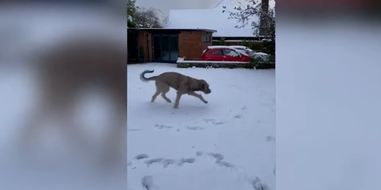 Cachorro de lobo irlandés pesa 65 kilos y causa impacto en redes sociales