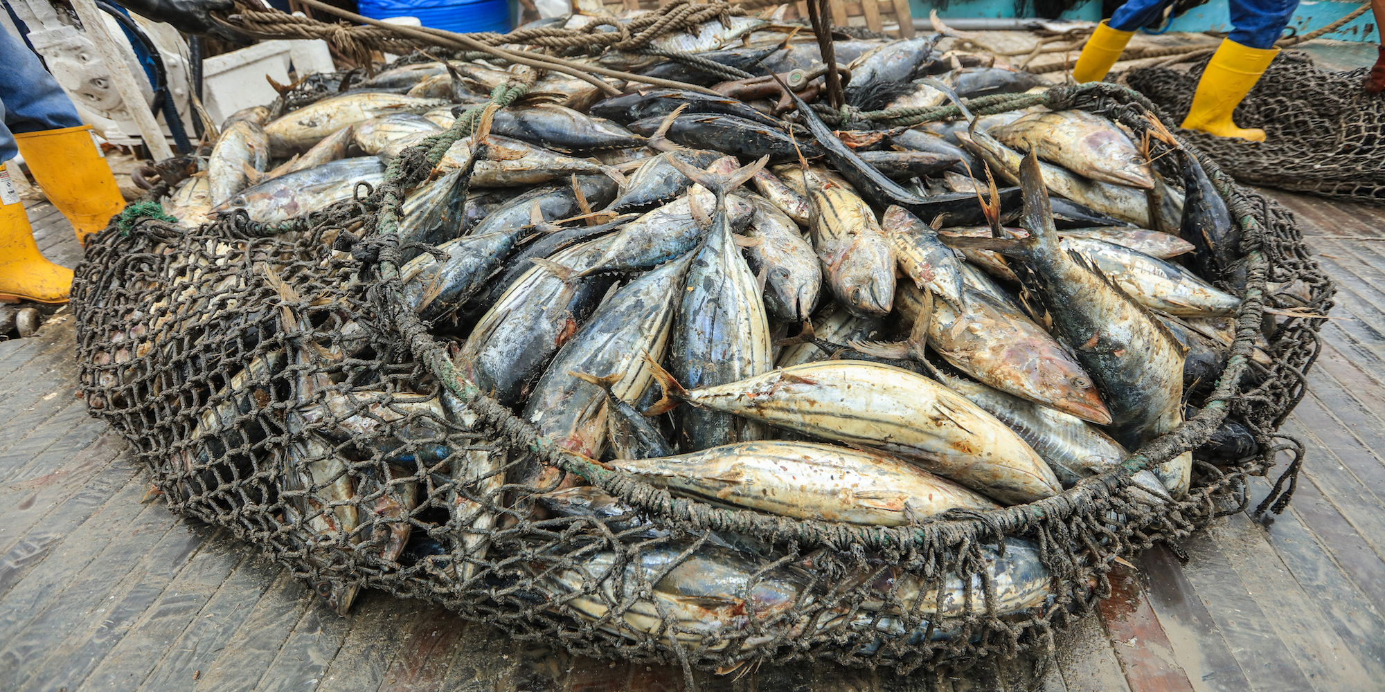 A la baja producción pesquera en Oaxaca | El Imparcial de Oaxaca