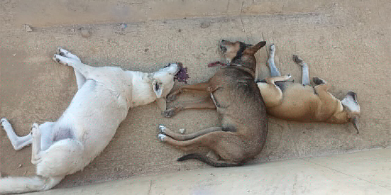 ¡Masacre de perros en San Francisco Lachigoló!
