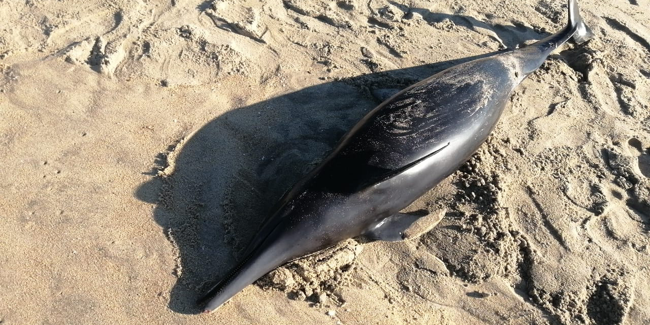 Hallan delfín muerto  en Punta Colorada | El Imparcial de Oaxaca