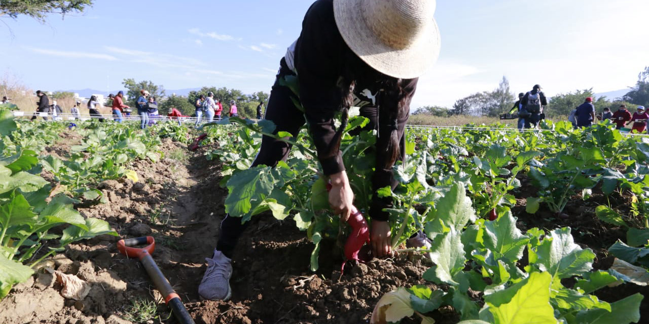 Con cosecha reducida, hortelanos recobran la tradición de la  Noche de Rábanos | El Imparcial de Oaxaca