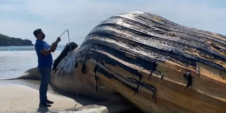 Aparece ballena muerta en playa de Guerrero | El Imparcial de Oaxaca