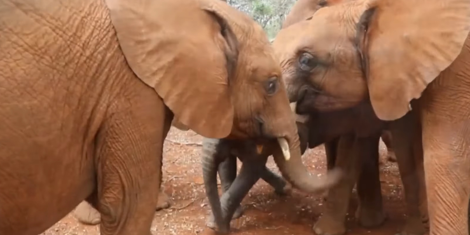Rescatan a elefante huérfano y esta fue su reacción al conocer a su nueva familia