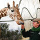 Muere Mutangi, la jirafa más longeva de todo el mundo