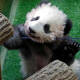 Gemelas panda son presentadas por primera vez al público en un zoológico francés