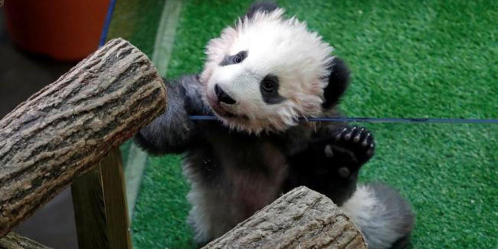 Gemelas panda son presentadas por primera vez al público en un zoológico francés | El Imparcial de Oaxaca
