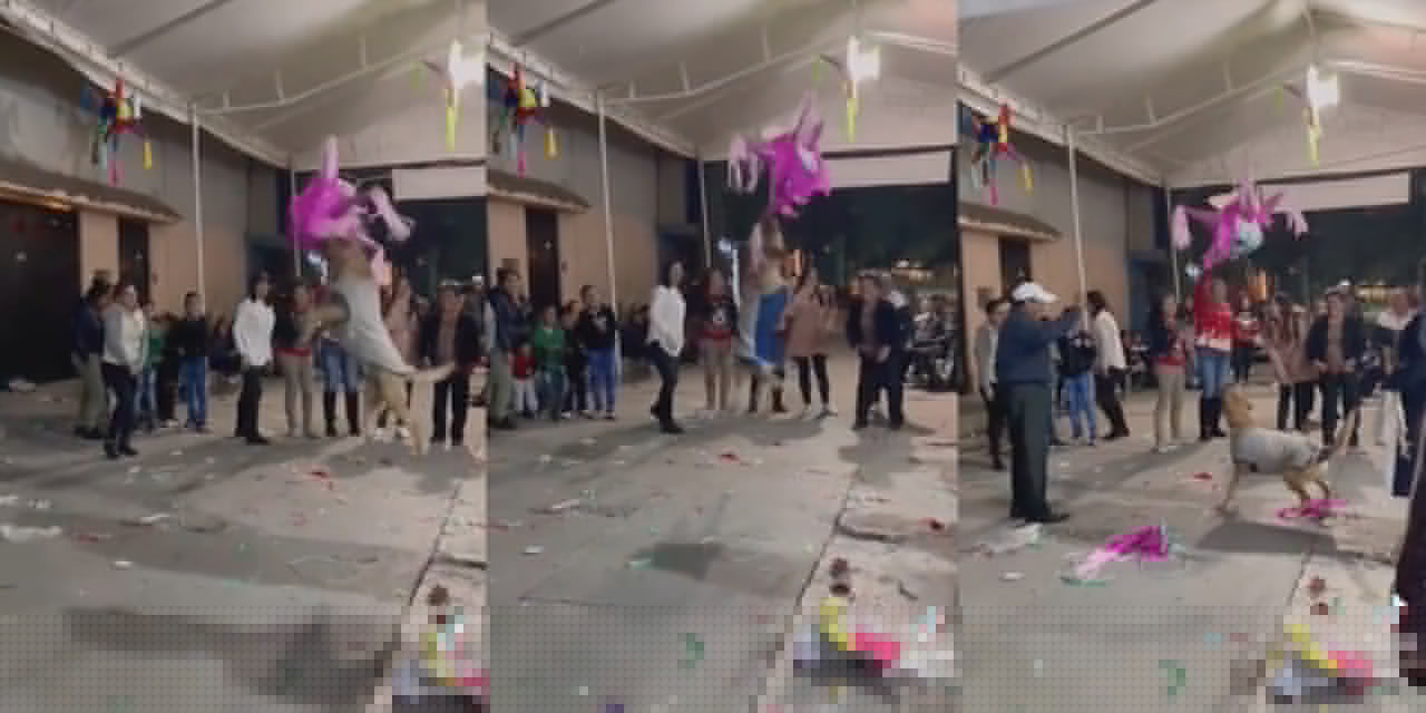 Video: Perrito también disfruta de las fiestas Navideñas, rompe una piñata en una posada