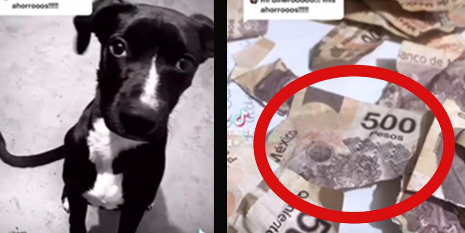 Perrito destroza billetes de 500 pesos del aguinaldo de su dueña | El Imparcial de Oaxaca