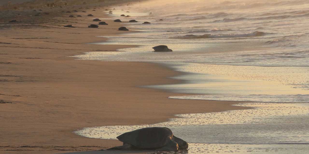 Por finalizar, anidación de tortugas en playas de Oaxaca | El Imparcial de Oaxaca