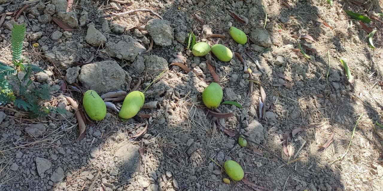 Rachas de viento afectan sembradíos de mango | El Imparcial de Oaxaca