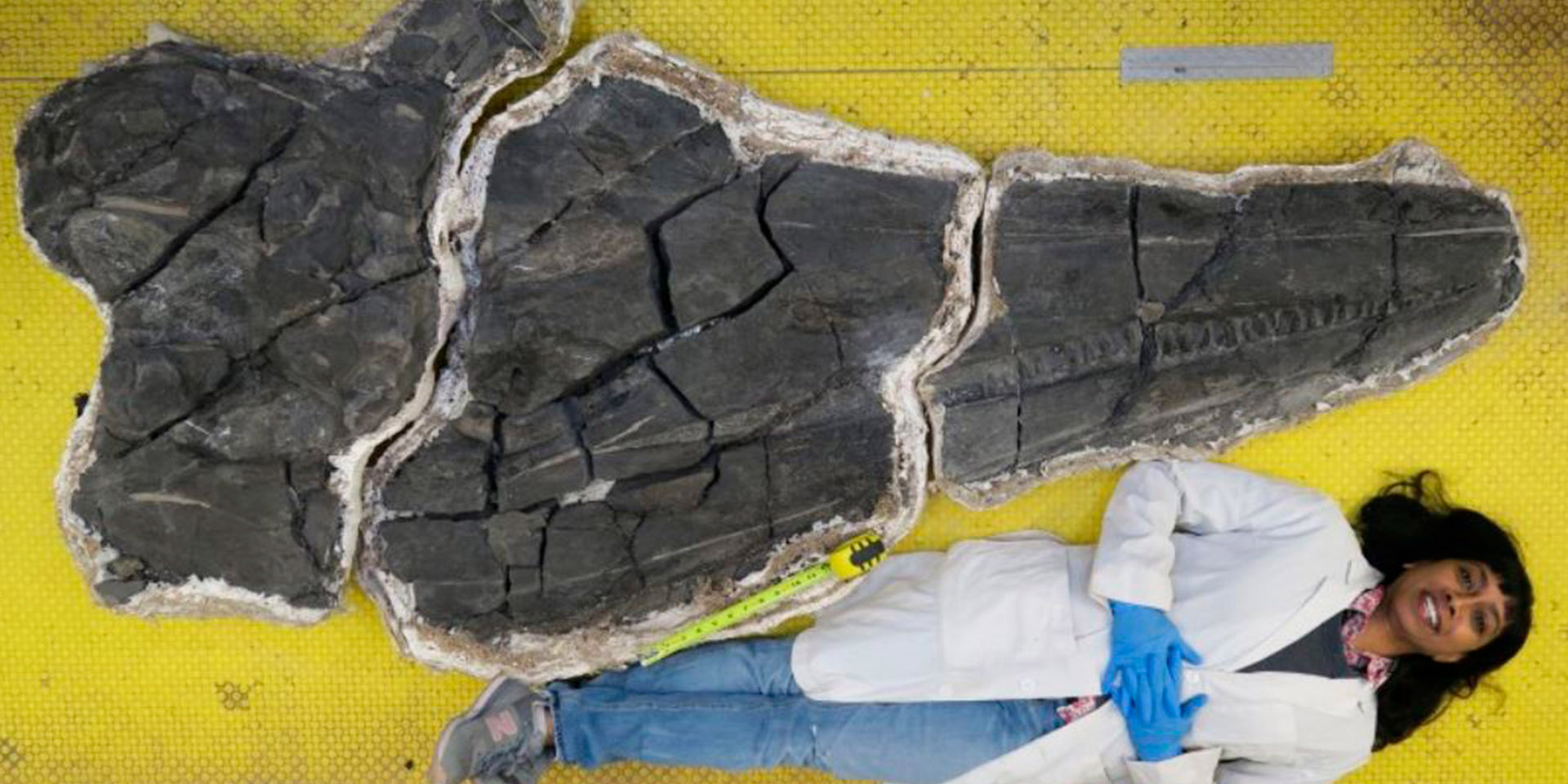 ¿Monstruo marino? Hallan un cráneo fósil del que sería el primer animal gigante de la Tierra | El Imparcial de Oaxaca
