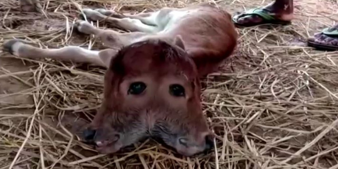 VIDEO: Nace rara vaca de dos cabezas | El Imparcial de Oaxaca