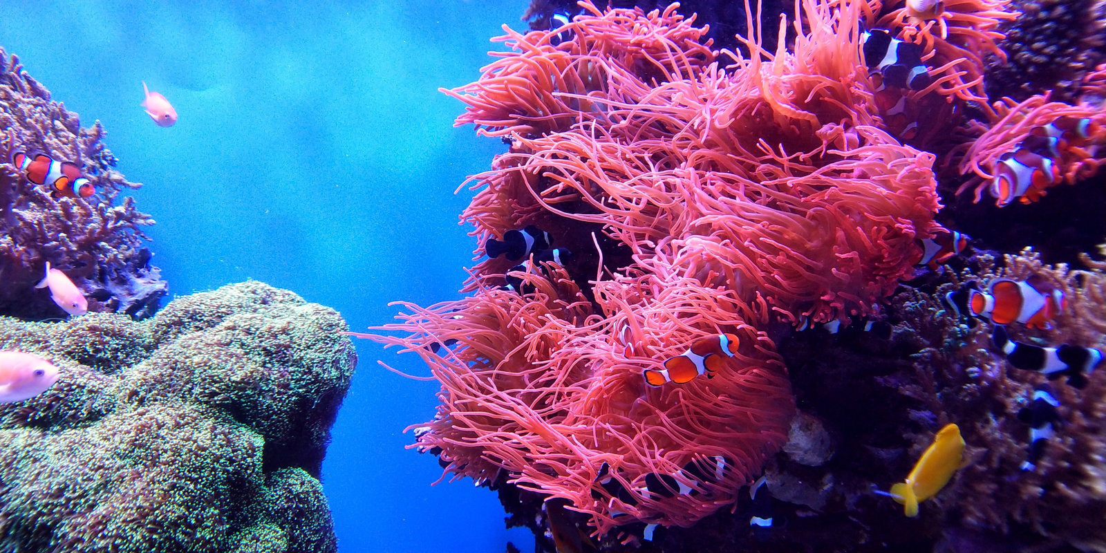 Descubren uno de los arrecifes de coral más extensos del mundo | El Imparcial de Oaxaca