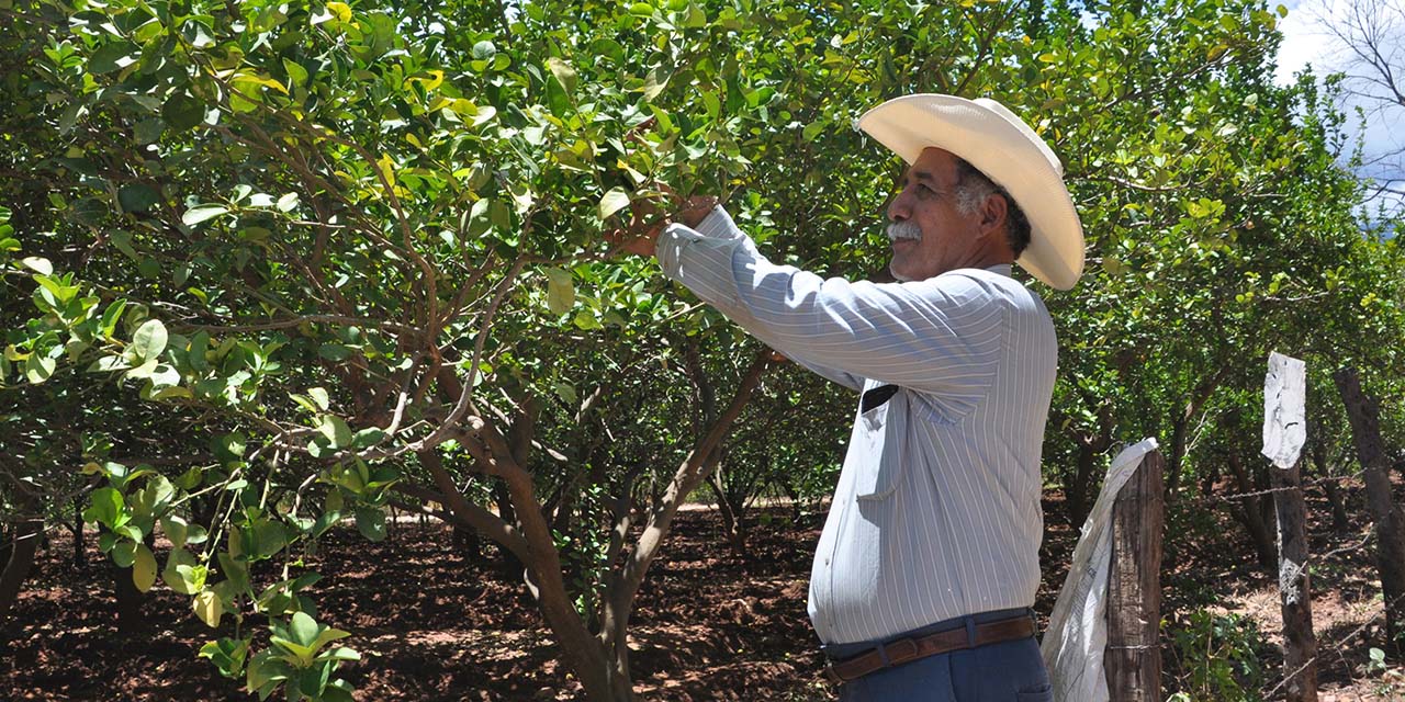 Alza en fertilizantes y mal clima impactan en el precio del limón