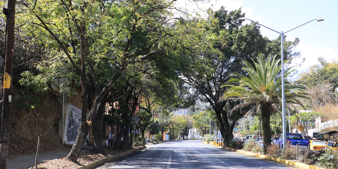 Al menos 600 árboles del Centro Histórico, en declive | El Imparcial de Oaxaca