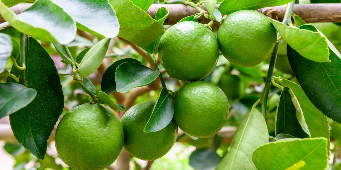 Entérate porqué el limón está tan caro, los productores lo explican | El Imparcial de Oaxaca