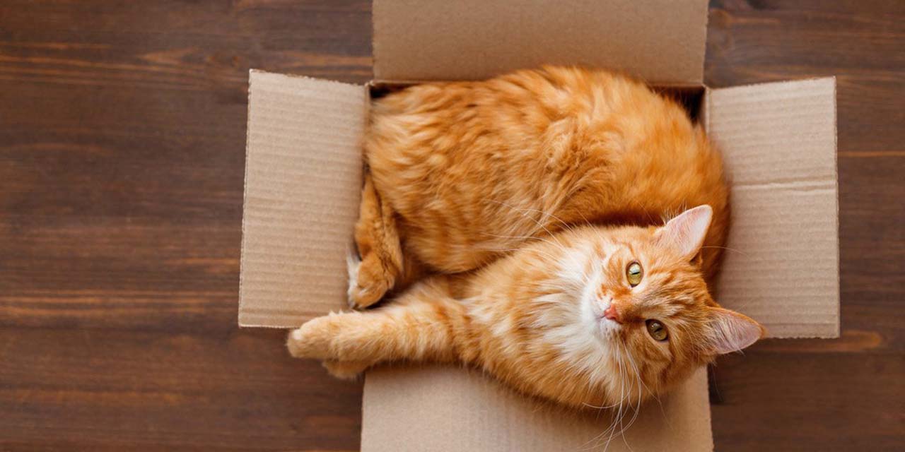 Cajas de cartón y gatos, la combinación perfecta | El Imparcial de Oaxaca