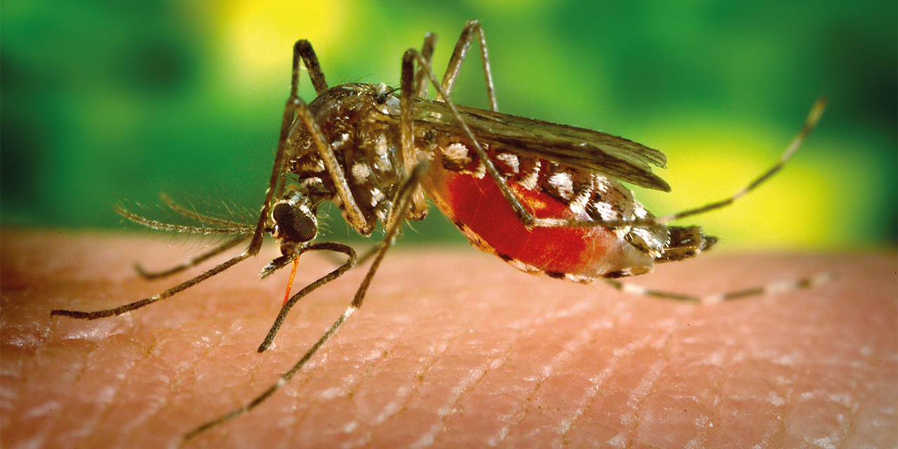 Cuidado, la picadura de mosquitos hembras Aedes, provoca el dengue | El Imparcial de Oaxaca