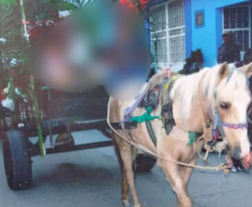 Se roban caballo con todo y carreta en Ocotlán