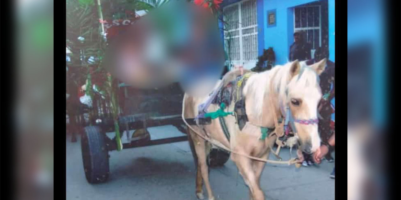 Se roban caballo con todo y carreta en Ocotlán | El Imparcial de Oaxaca