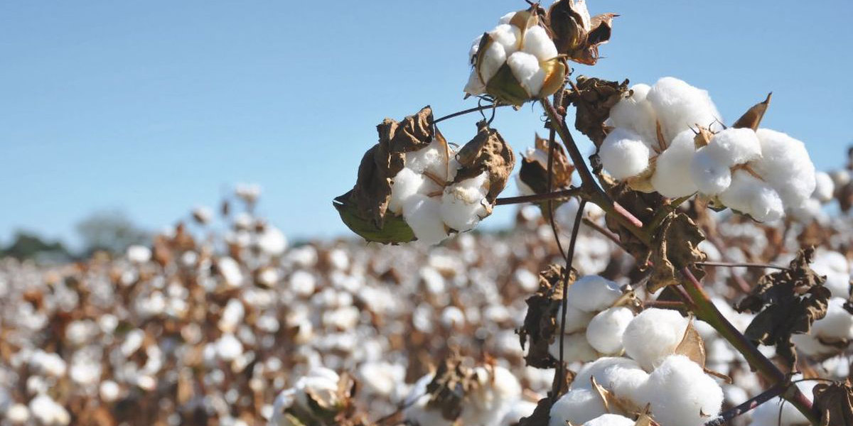 Productores afirman que Semarnat  frena la industria de algodón | El Imparcial de Oaxaca
