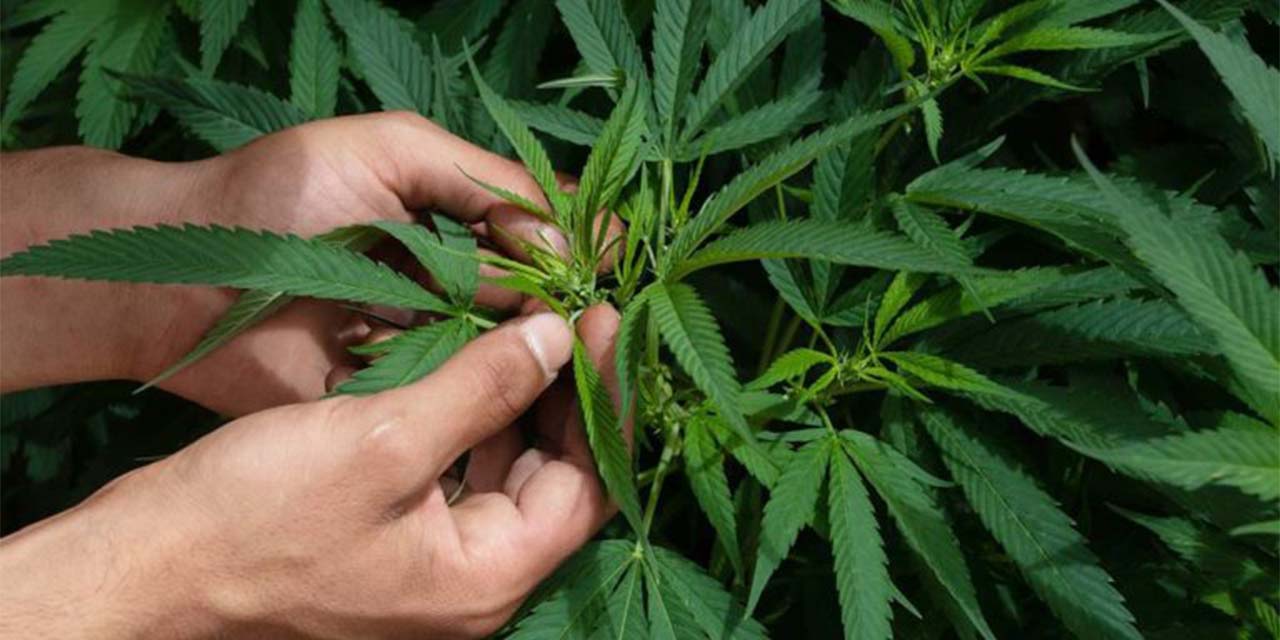 Sustancias del cannabis pueden evitar la Covid-19, revela estudio | El Imparcial de Oaxaca
