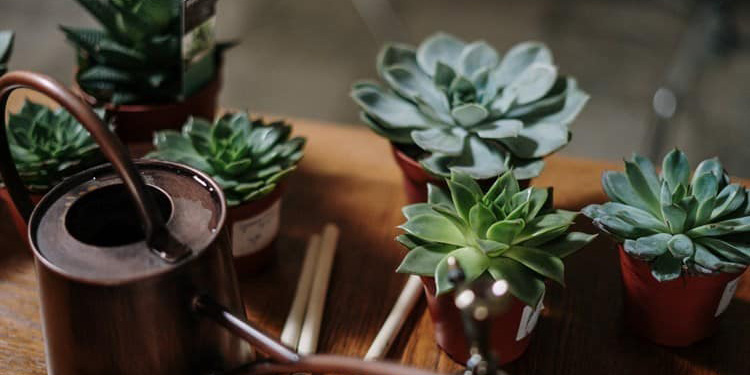 El método para regar tus plantas sin que se sequen ni ahoguen | El Imparcial de Oaxaca
