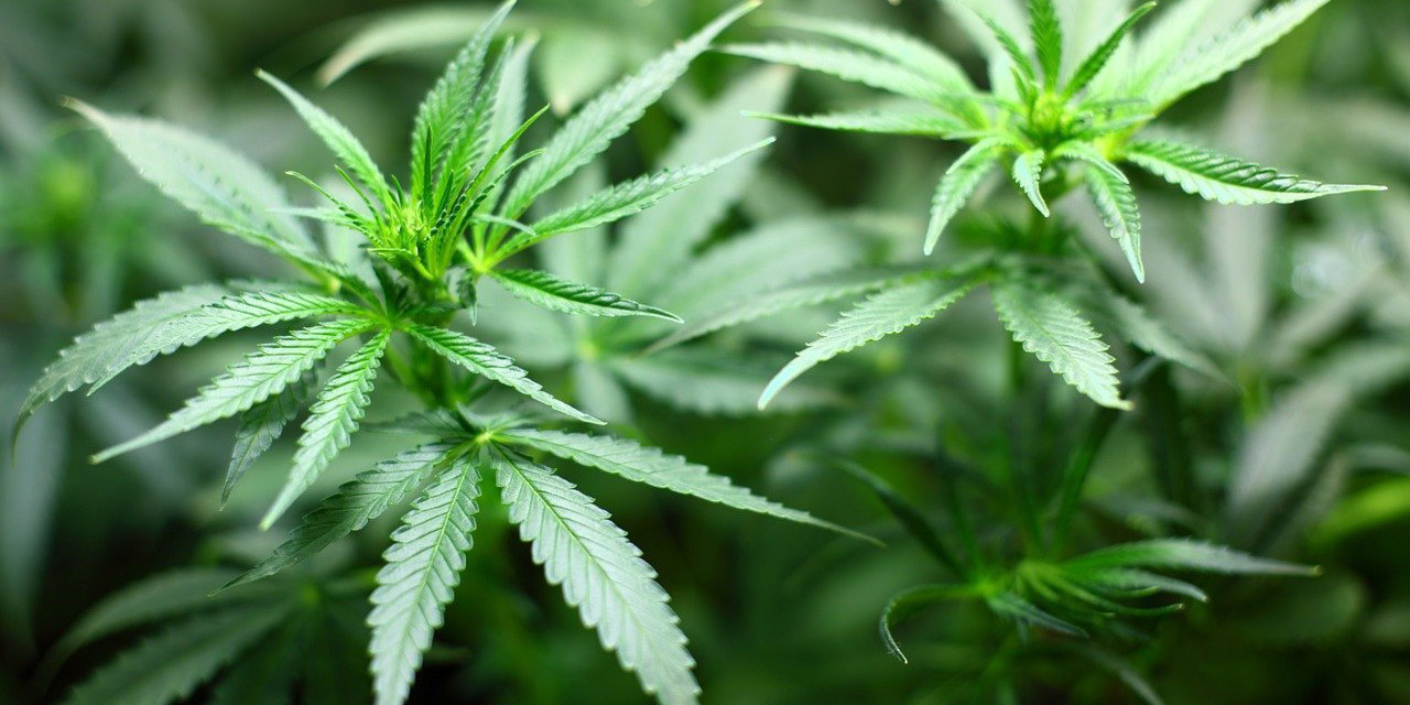 Planta de cannabis podría evitar contagios covid, según estudio | El Imparcial de Oaxaca