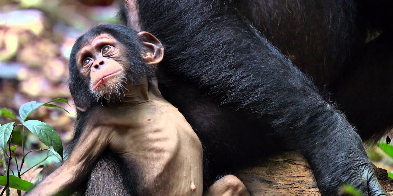 Un proyecto pionero enseña a valorar y respetar a los primates | El Imparcial de Oaxaca