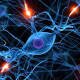 ¿Como funcionan las redes neuronales del cerebro encargadas del comportamiento y la transmisión de información?