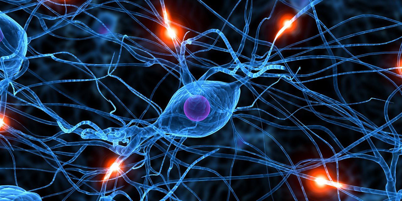 ¿Como funcionan las redes neuronales del cerebro encargadas del comportamiento y la transmisión de información? | El Imparcial de Oaxaca
