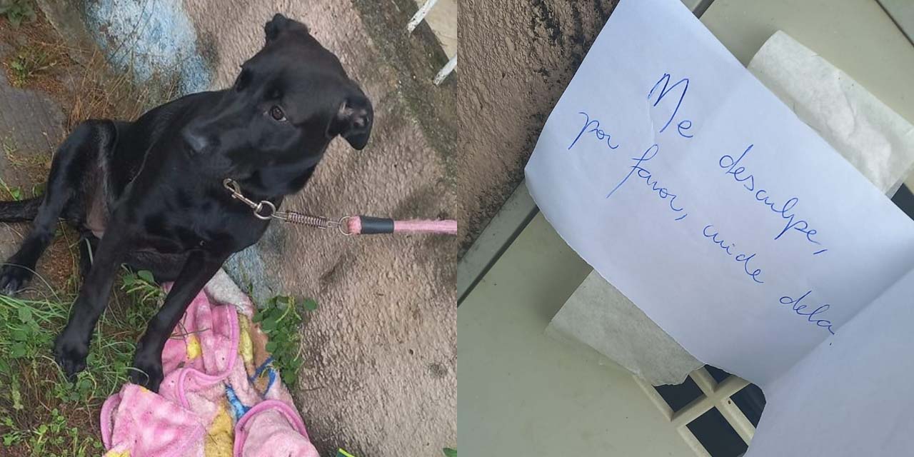 “Lo siento, por favor, cuídala”: Perrita es abandonada con su cobija, croquetas y una nota