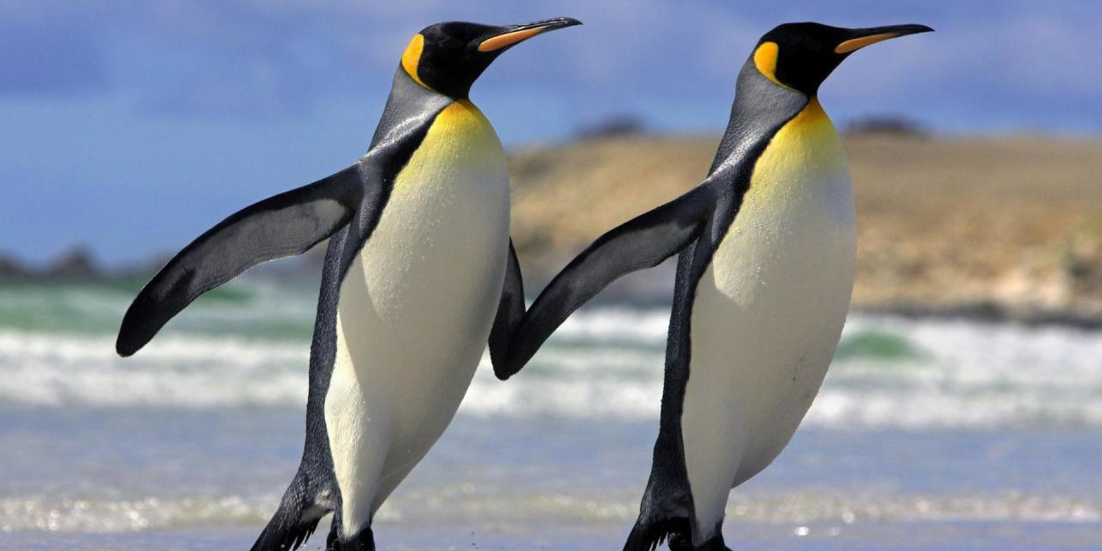 Parejas de pingüinos homosexuales y otras historias de la diversidad sexual del reino animal | El Imparcial de Oaxaca