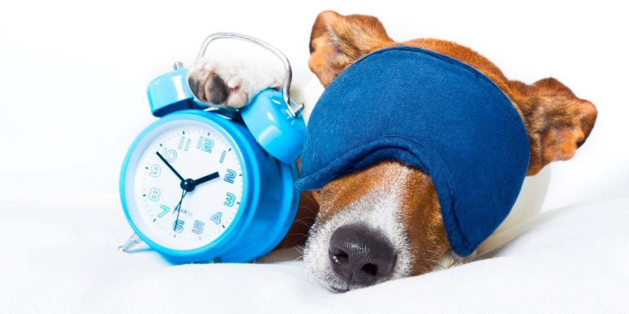 La curiosa forma en que los perros saben la hora, esto sabemos | El Imparcial de Oaxaca