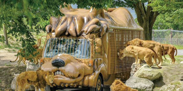 Tigre ataca a tres personas en un parque safari de Japón