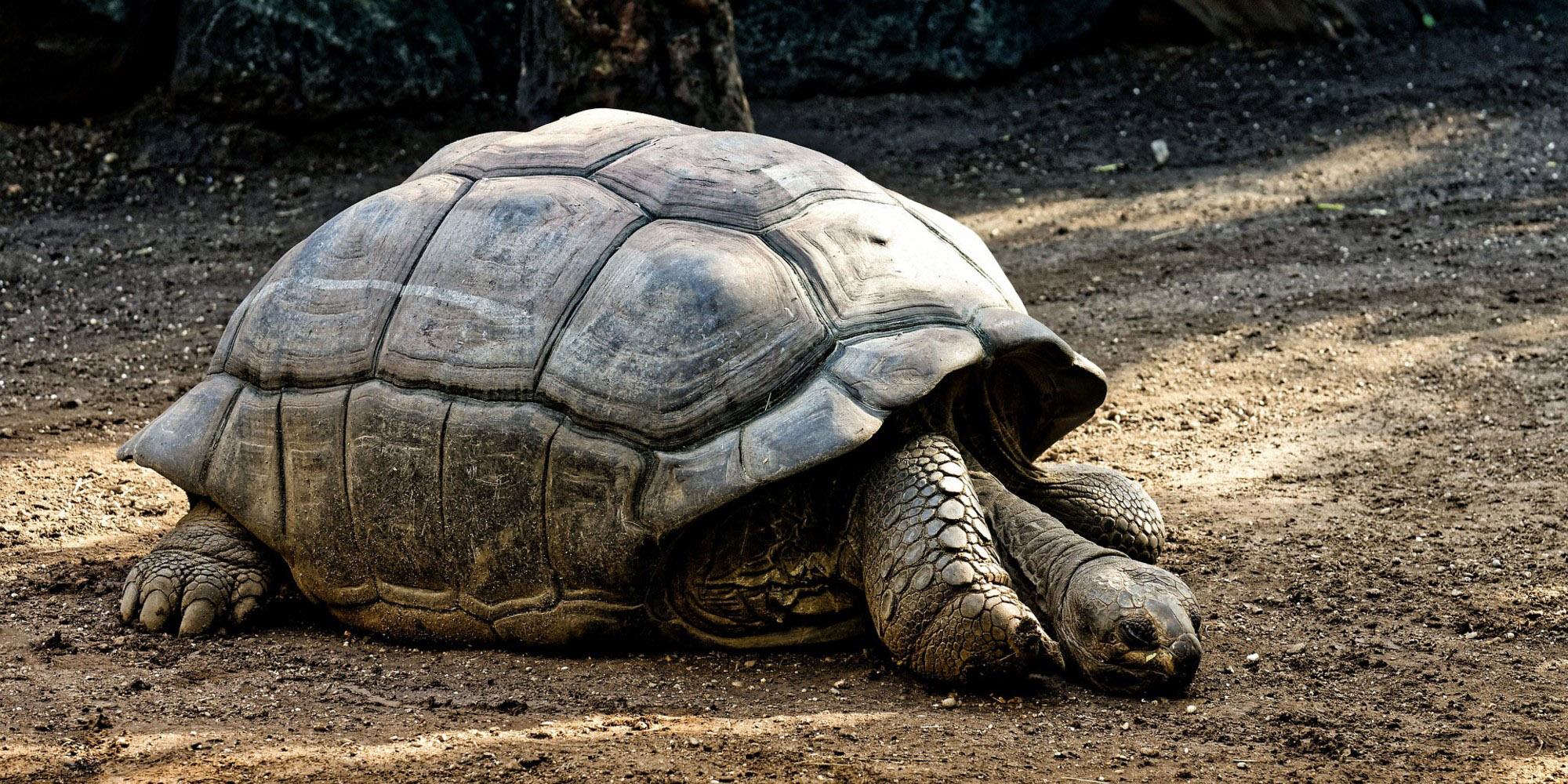 Liberan exitosamente a 43 tortugas gigantes | El Imparcial de Oaxaca