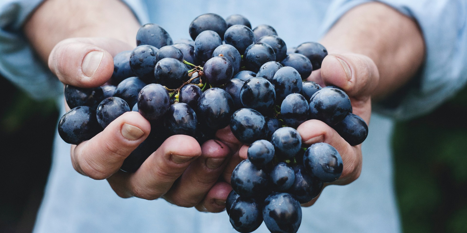 Comer uvas genera grandes beneficios a la salud, además de ser deliciosas | El Imparcial de Oaxaca
