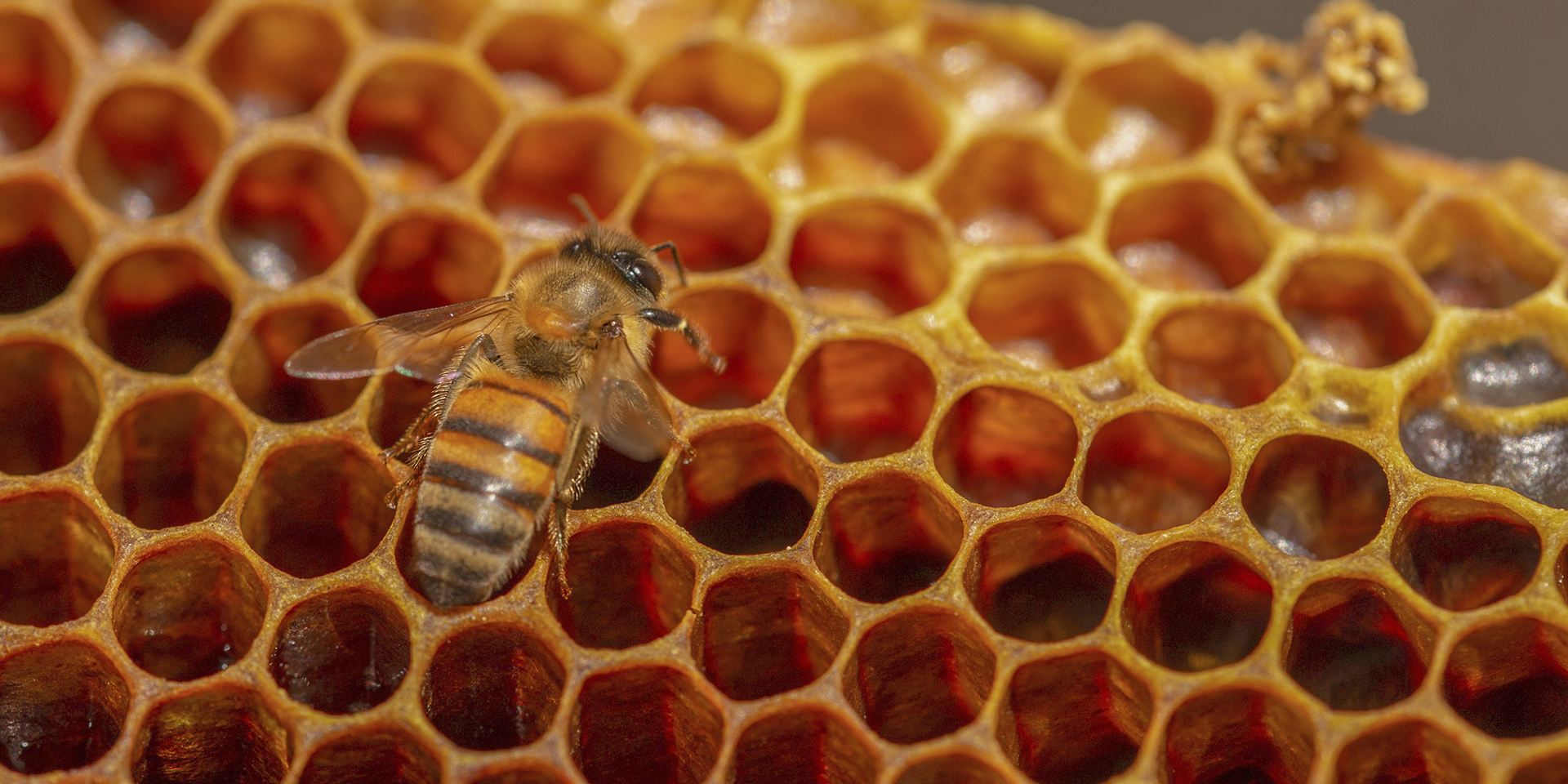 Exportación y producción de miel crece en México al cierre de 2021 | El Imparcial de Oaxaca